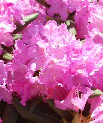 Rhododendron 'purpureum elegans' common name: Roseum Elegans Rhododendron Bower Branch
