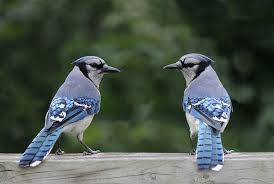 This bird is known to be beautiful, intelligent, and highly aggressive. Featured Birds Blue Jays