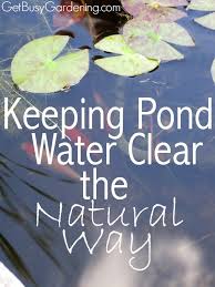 No pond is ever totally free of algae, but in a balanced environment, algae can be kept in check. How To Keep Pond Water Clear Naturally And Get Rid Of Pond Algae Pond Landscaping Pond Algae Pond Plants