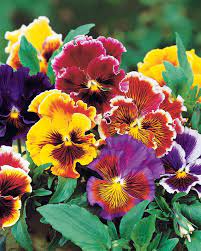 46,302 likes · 66 talking about this. 3 Pensees Geantes De Suisse Chalon Viola Wittrockiana Chalon Vivaces