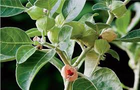 Image result for Withania