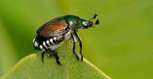 Pin On Bug Repellent Plants