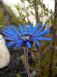 Image result for Pegolettia retrofracta