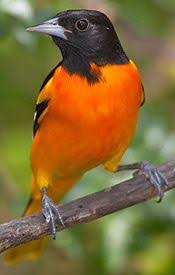Orange Bird With Black And White Wings Birds The Baltimore Oriole Is Perhaps The Most Famous Neotropical Migratory Bird Baltimoreoriole Wild Birds Backyard Birds
