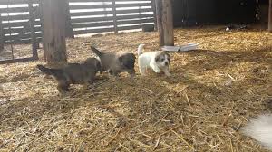 German shepherd great pyrenees puppies. Great Pyrenees German Shepherd Puppies Youtube