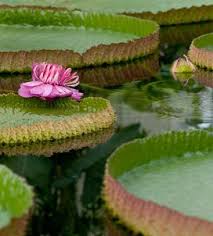 Image result for Nymphaeaceae