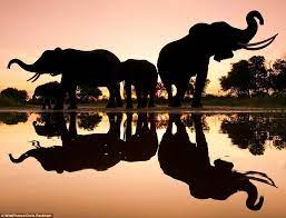 Puffins At Sunset And Baby Elephants Learning How To Use Their Trunks Stunning Wildlife Photographs Capture Nature At Its Best Animals Beautiful Animals Wild Animal Photography