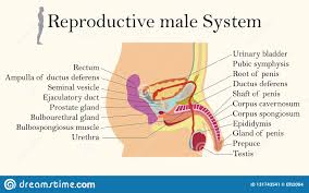 Education Chart Of Biology For Male Reproductive System