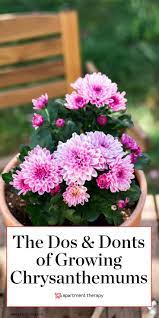 Surprise Now S Actually The Best Time To Plant These Iconic Fall Flowers Chrysanthemum Plant Mums Flowers Garden Mum