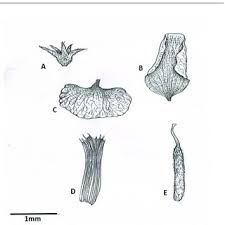 Image result for Polhillides