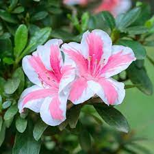 Azalea Conversation U S D A Hardiness Zones 7 11 1pc Cottage Hill Flowering Shrubs Unusual Flowers Large Flower Pots