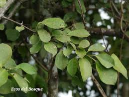 Image result for Pisonia aculeata