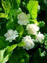 Jasmine Flowers Mogra Flower Fragrance Jasmine Plant Jasmine Flower