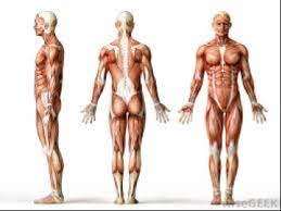 Conclusion The Human Body Systems