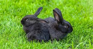 If your dog is 12 or older, the cost climbs to £79.83 per month. The Cost Of Owning Rabbits Pdsa
