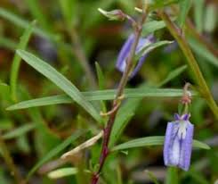 Image result for Afrohybanthus