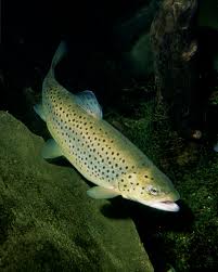 While rainbow trout numbers remained strong, they rarely exceeded 2,000 trout per mile. Trout Wikipedia