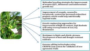 Image result for Sesamum calycinum