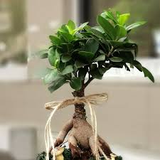 Bonsai bakımı açısından bakıldığında iç mekânda bakımı yapılan bonsai çiçeğinin, çok sağlıklı olmadığı görülmektedir. Ficus Bonsai Agaci Rehberi