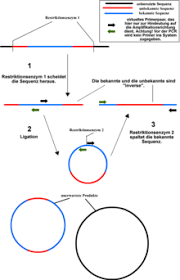 The kingfisher flex is the most versatile benchtop automated extraction instrument in the lab for 24 or 96 samples per run. Inverse Polymerase Kettenreaktion Wikipedia