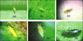 Image result for Onion Thrips