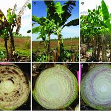 Cavendish bananas are the fruits of one of a number of banana cultivars belonging to the cavendish subgroup of the aaa banana cultivar group. Pdf Transgenic Cavendish Bananas With Resistance To Fusarium Wilt Tropical Race 4