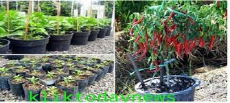Cari polybag plastik untuk tanaman dan kebutuhan lainnya ? Ngga Pakai Ribet Cara Mudah Menanam Cabe Dalam Pot Di Perkarangan Rumah Berita Ter Update Hari Ini