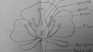 How To Draw Parts Of Flower Diagram Hibiscus Flower Drawing Flower Drawing Parts Of A Flower