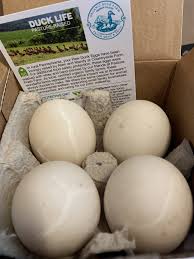 Answers pet food near me. Answers Pet Food Organic Raw Duck Eggs Moe S Meats
