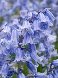 Pin By Carolyn Sapp On Flowers Blue Bell Flowers Indoor Flowering Plants Bluebells