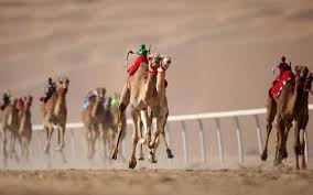 Races start from the wee hours on weekends—between 7 a.m. Camel Racing Dubai Al Marmoom Camel Racing Track Deals On Tickets