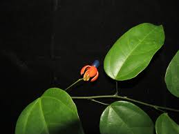 Image result for Olacaceae