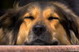 Die hepatozoonose ist eine parasitäre infektionskrankheit des hundes. Vitaler Hund Erklart Archive Vitaler Hund