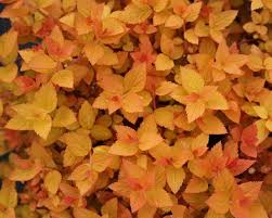 However, candy corn vine (sometimes called firecracker vine) is a twining, climbing plant. Spiraea Candy Corn Bluestone Perennials