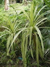 Image result for Pandanus sp. A