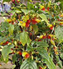 Image result for Impatiens niamniamensis