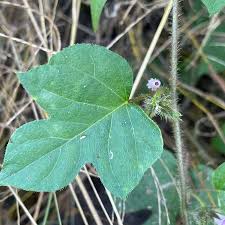 Image result for Ipomoea dichroa
