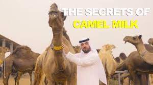Repetition on the radio 0. The Secrets Of Camel Milk Youtube