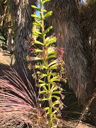 Image result for Galactia striata