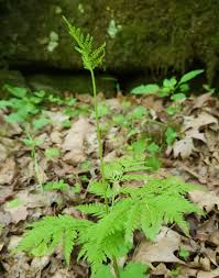 Image result for Actinanthella