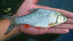 Kalian hanya perlu akuarium dengan ukuran yang cukup lalu menaruhnya di rumah. 11 Jenis Ikan Air Tawar Indonesia Paling Sering Di Konsumsi Gambar