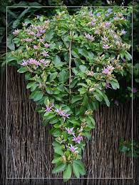 Branch Of Lavender Star Bush Mozambique Plants Garden