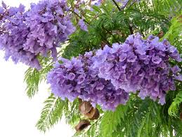 Winner of the 2015 mtn radio station of the year award, and home of more music you love. Jacaranda Jacaranda A To Z Flowers