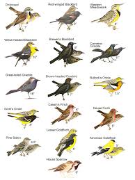 Birds Native To Virginia Related Image Birds Animals And Pets Animals