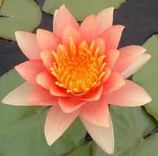 Image result for Nymphaea divaricata