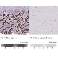 Laut dem surveillance atlas of infectious diseases, veröffentlicht (stand 2020) vom europäischen zentrum für die. Anti Gpr182 Antibody Produced In Rabbit Prestige Antibodies Powered By Atlas Antibodies Affinity Isolated Antibody Buffered Aqueous Glycerol Solution