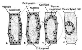 Check spelling or type a new query. Give A Diagrammatic Representation Of Plasmolysis In A Cell Biology Shaalaa Com