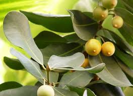 Image result for Manilkara obovata