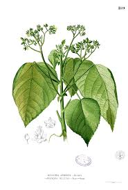 Image result for Melochia melissifolia