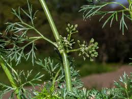 Image result for Apium leptophyllum